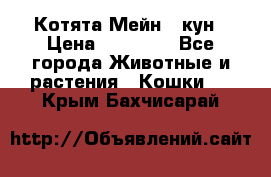 Котята Мейн - кун › Цена ­ 19 000 - Все города Животные и растения » Кошки   . Крым,Бахчисарай